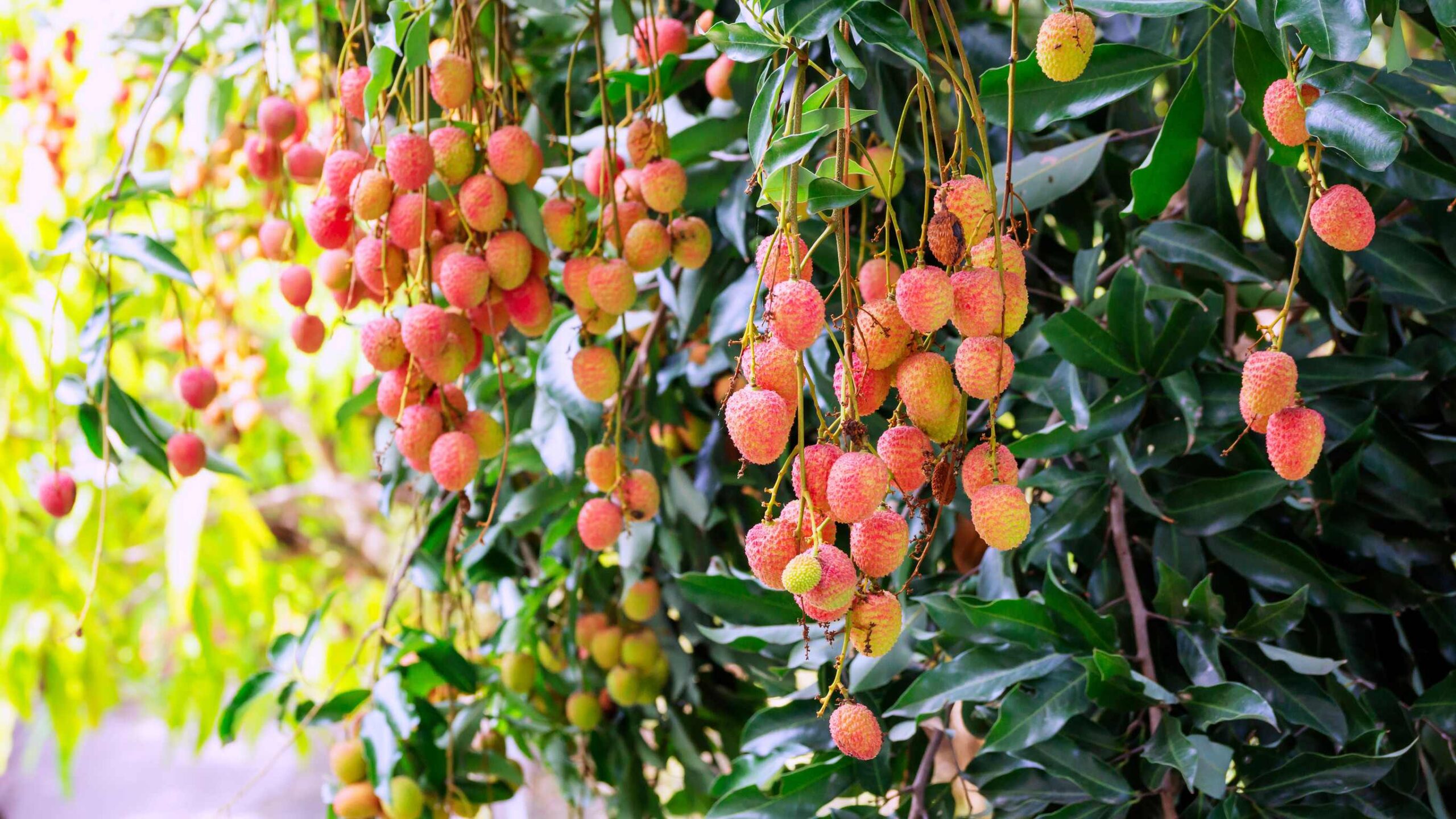 pianta frutto malattia scaled