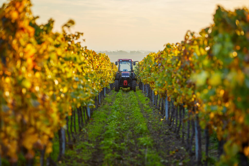 Come difendere le piante da frutto in autunno