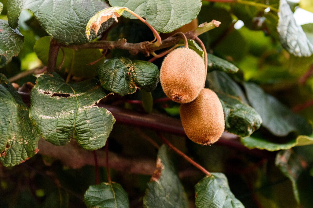 Malattie del kiwi