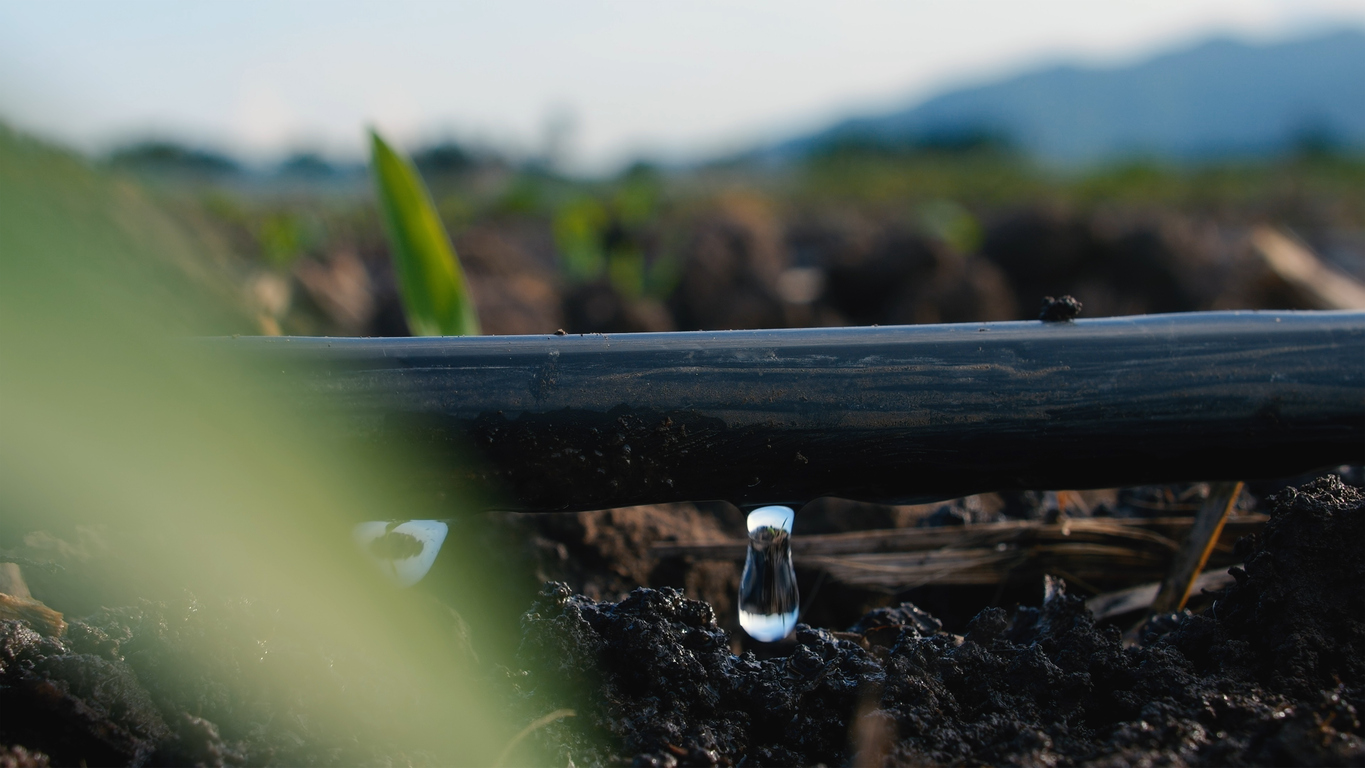 Irrigazione a pioggia (Sprinkler) o a goccia? Pro, contro e come scegliere 1 Irrigazione a pioggia o a goccia