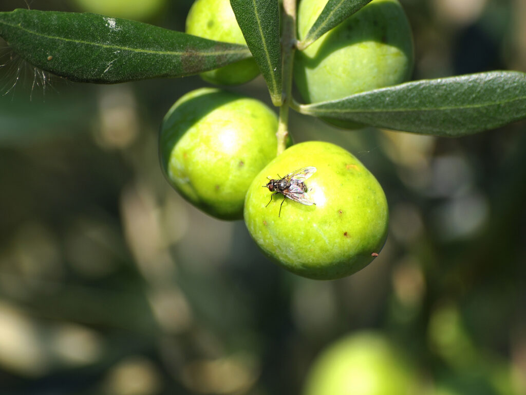Mosca dell'Olivo: strategie di monitoraggio preventivo 2 Mosca dellOlivo