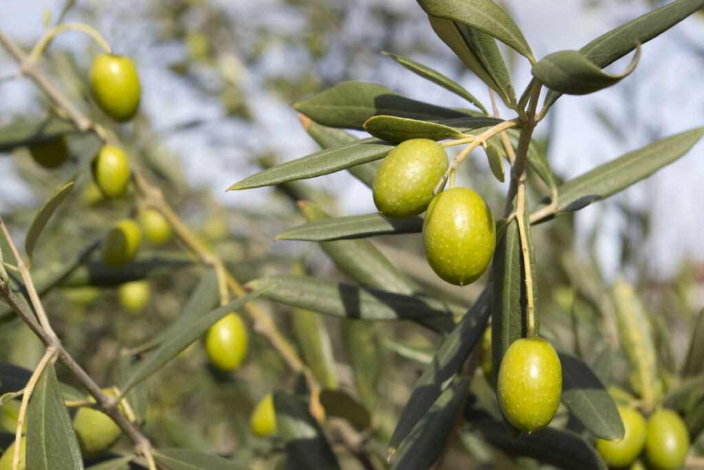 Mosca dellOlivo strategie di monitoraggio preventivo