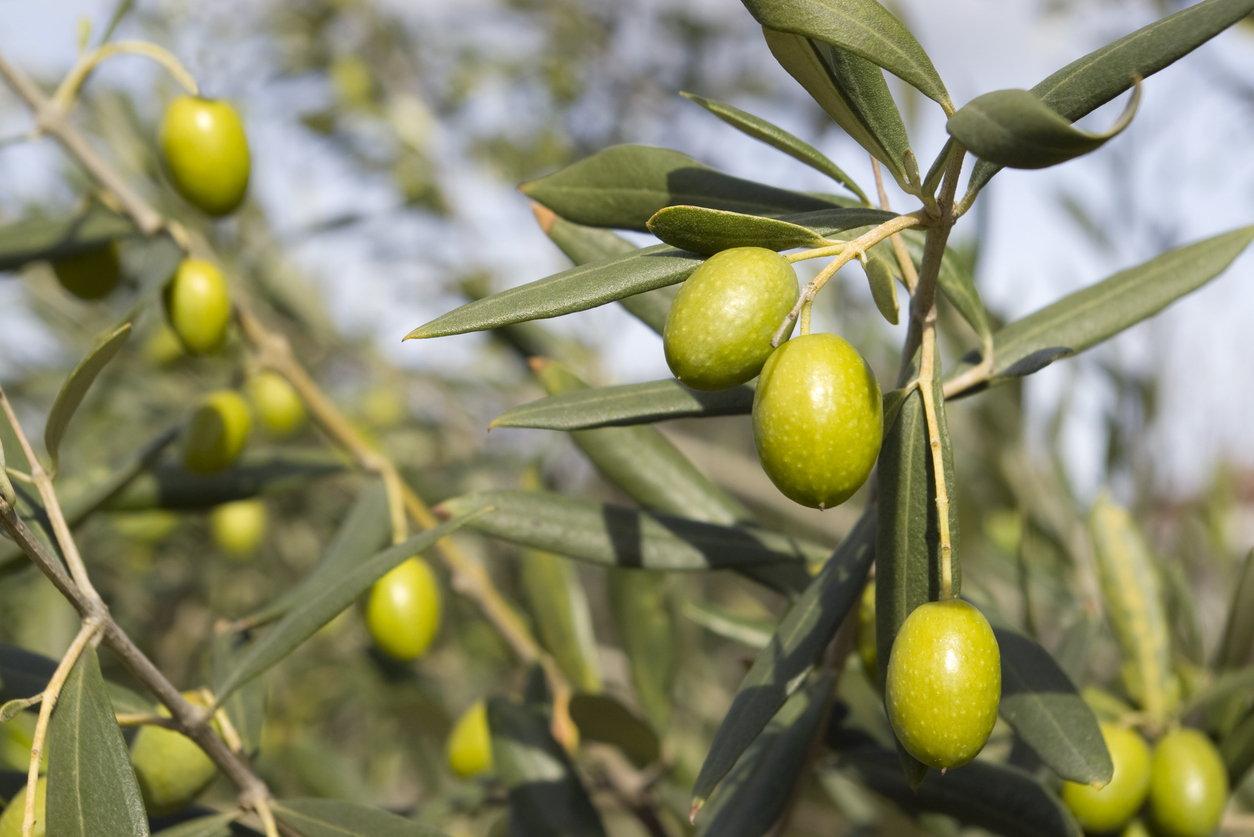 Mosca dell'Olivo: strategie di monitoraggio preventivo 1 Mosca dellOlivo strategie di monitoraggio preventivo