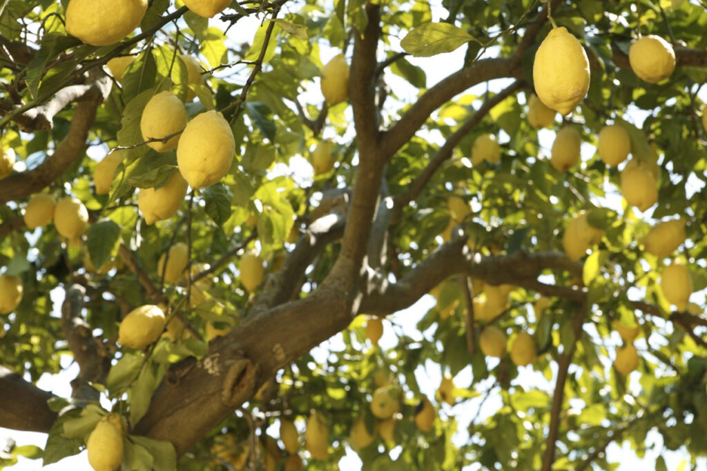 Concimazione del limone
