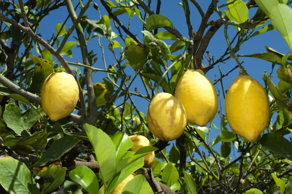 Fertilización del limón: Un plan para obtener cítricos productivos. 2 Concimazione del limone piano per agrumi produttivi